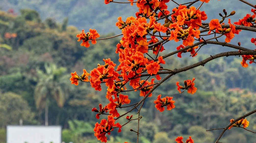 নাগোয়ার সেই সন্ধ্যা: ৯.৯১ সেকেন্ড, আর একটি ফাঁকা বাতাসের ঘর